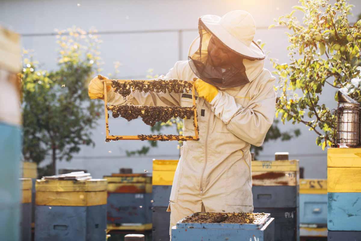 Une étude pour vérifier l'état de santé des abeilles sans les perturber par une intervention humaine.