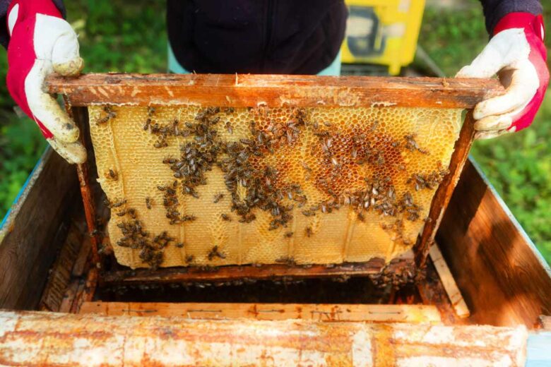 Un apiculteur s'assurant de la bonne santé de ses abeilles.