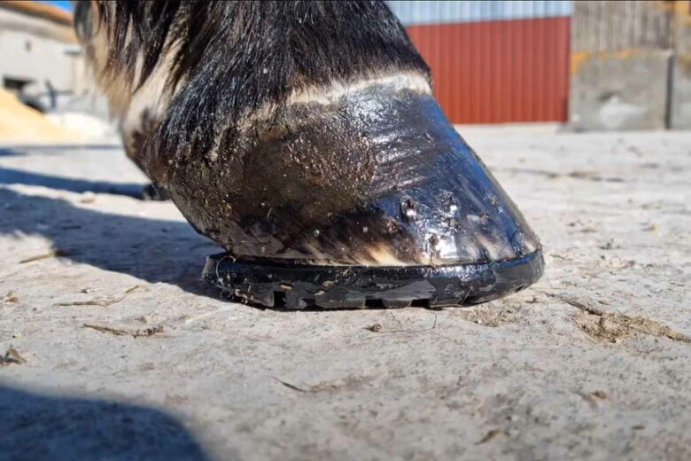 Cette semelle en plastique a déjà été adoptée par des cavaliers renommés pour leur monture.