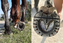 Des fers à cheval en plastique, pour améliorer le bien-être des chevaux.