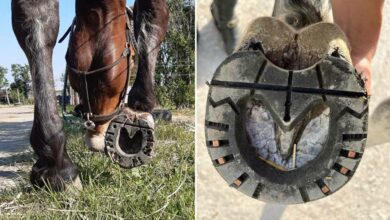 Des fers à cheval en plastique, pour améliorer le bien-être des chevaux.