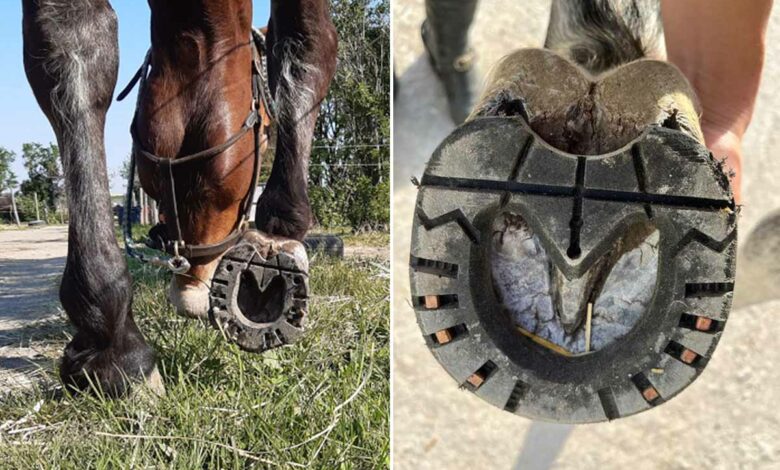 Des fers à cheval en plastique, pour améliorer le bien-être des chevaux.