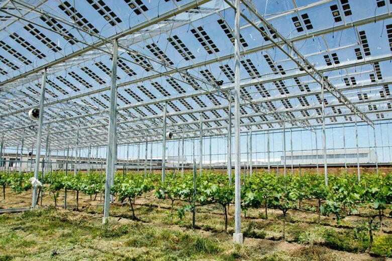 Les panneaux photovoltaïques produisent de l'électricité et protègent les plantations.