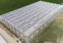 Une serre de culture recouverte de panneaux solaires, alliance entre la production agricole et la production électrique.
