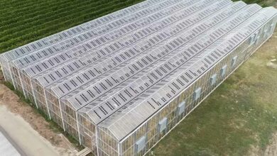 Une serre de culture recouverte de panneaux solaires, alliance entre la production agricole et la production électrique.