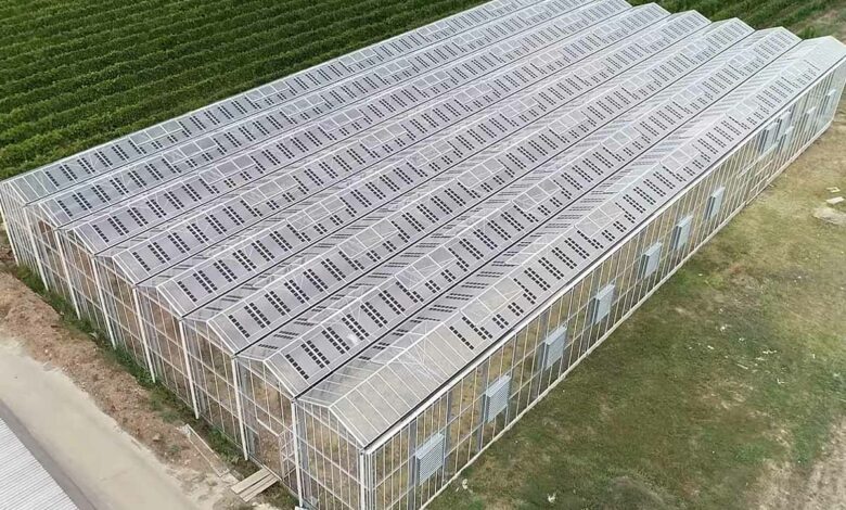 Une serre de culture recouverte de panneaux solaires, alliance entre la production agricole et la production électrique.