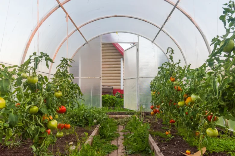 Quelle est l'espèce de tomate la plus résistante à la sécheresse ?