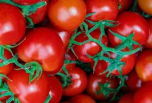 Quelles sont les meilleures tomates pour une chaleur élevée ?