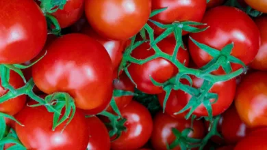Quelles sont les meilleures tomates pour une chaleur élevée ?