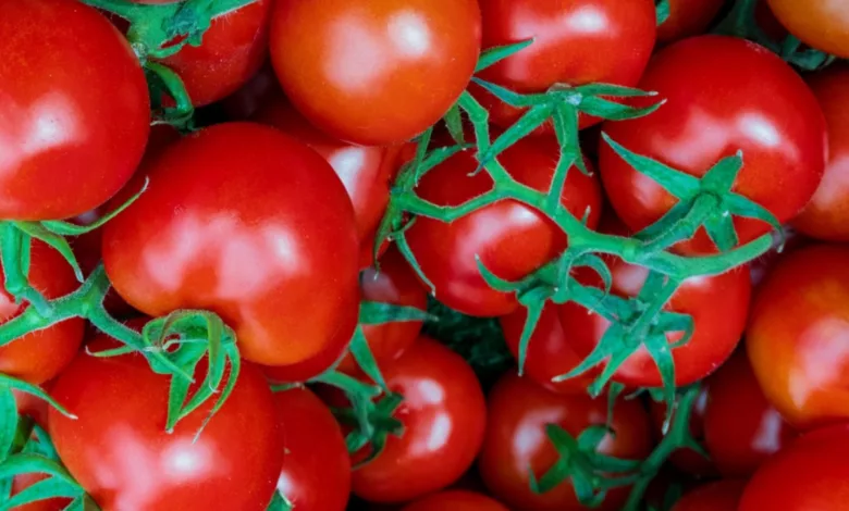 Quelles sont les meilleures tomates pour une chaleur élevée ?