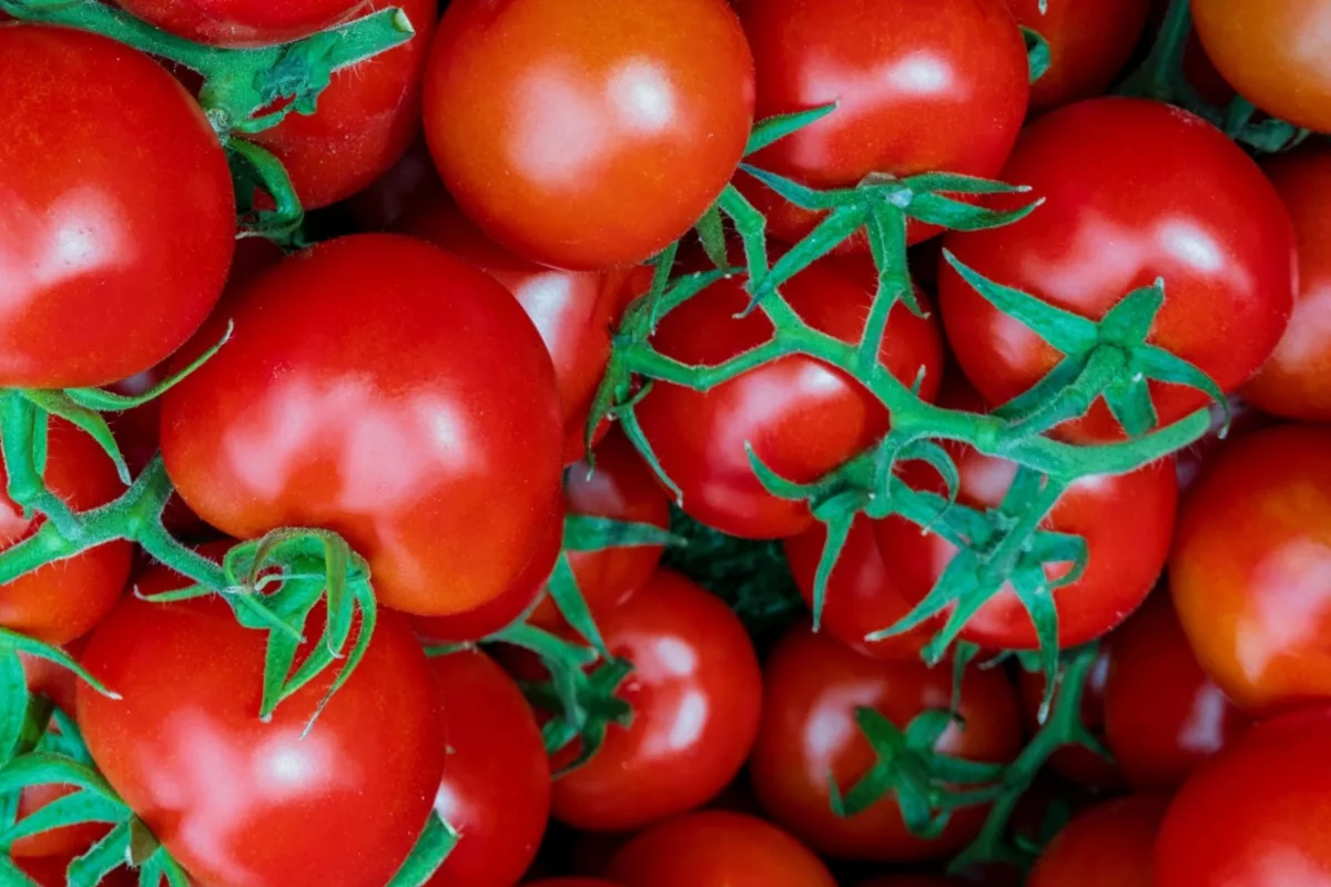 Quelles sont les meilleures tomates pour une chaleur élevée ?