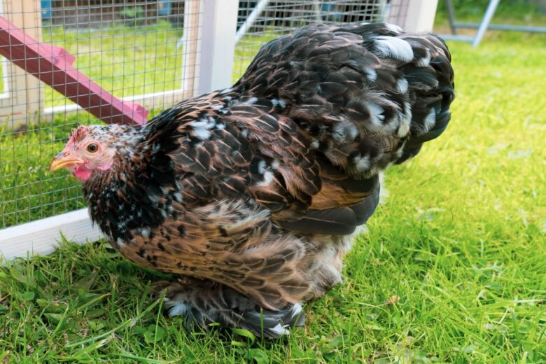 Une poule Pekin, une véritable boule de plumes.