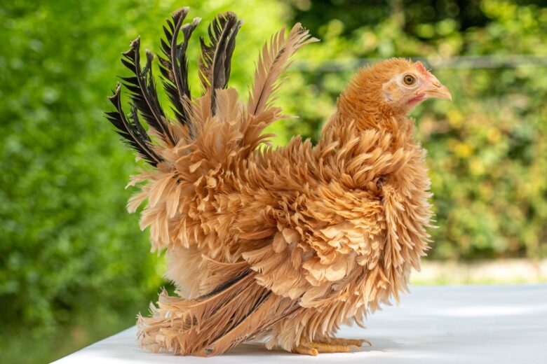 La poule chabo originaire du Japon.