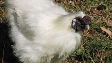 La poule soie ou silky, possède des plumes qui ressemblent à du duvet.