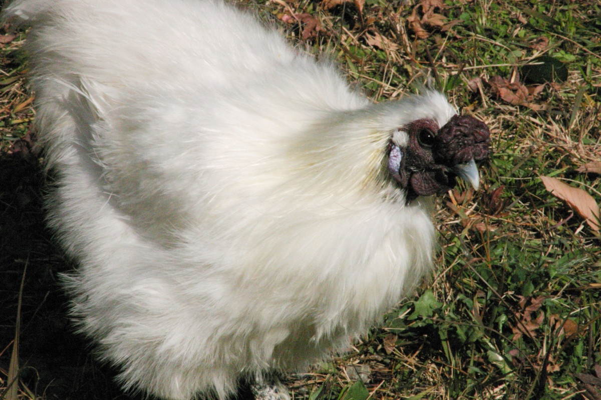 La poule soie ou silky, possède des plumes qui ressemblent à du duvet.