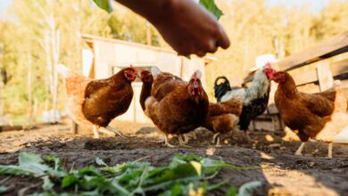 Avec quoi puis-je nourrir des poules ?