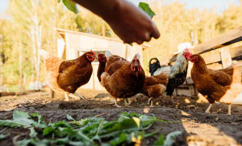 Avec quoi puis-je nourrir des poules ?
