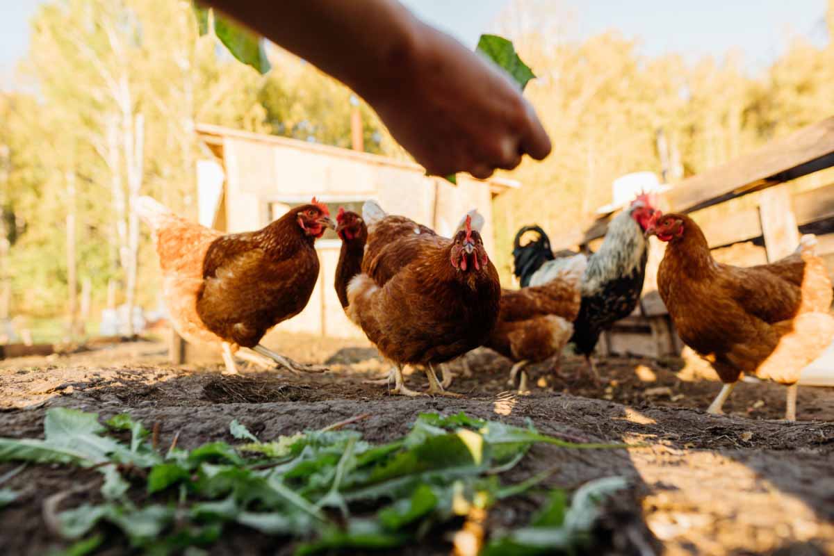 Avec quoi puis-je nourrir des poules ?