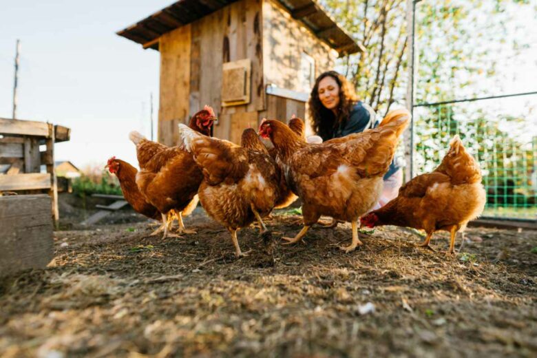 Quels sont les aliments nécessaires pour les poules ? 