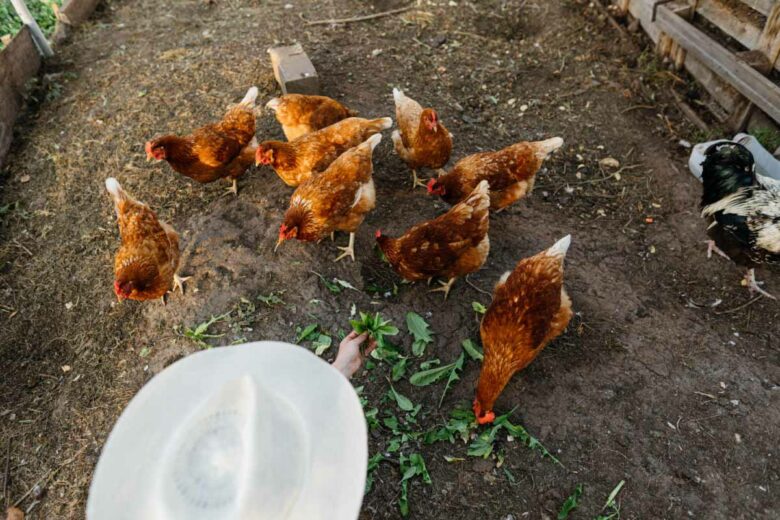 Que faut-il donner à manger à vos poules ?