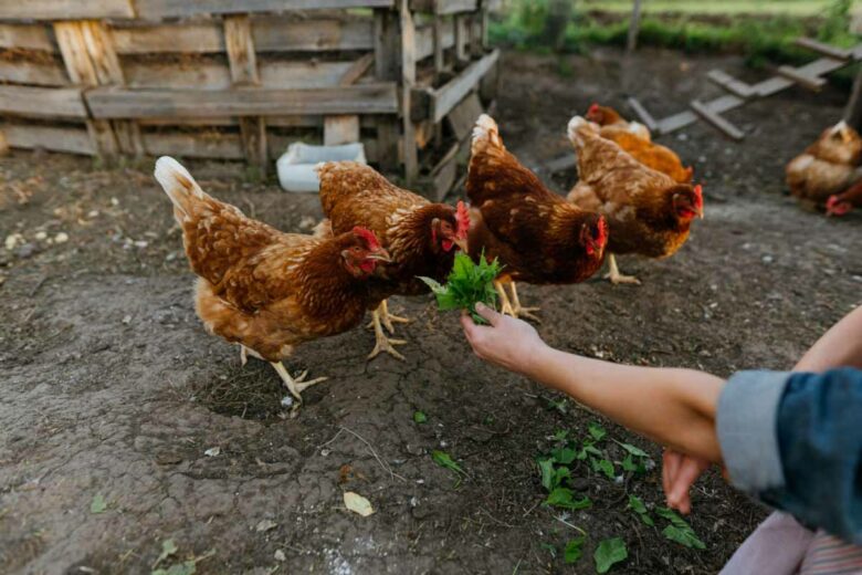 Des poules rousses pour produire des œufs frais.