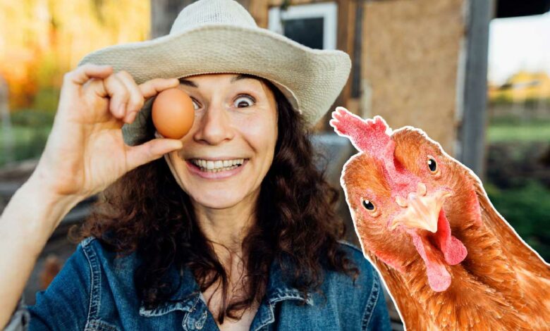 Quelle est la poule qui pond le plus longtemps ?