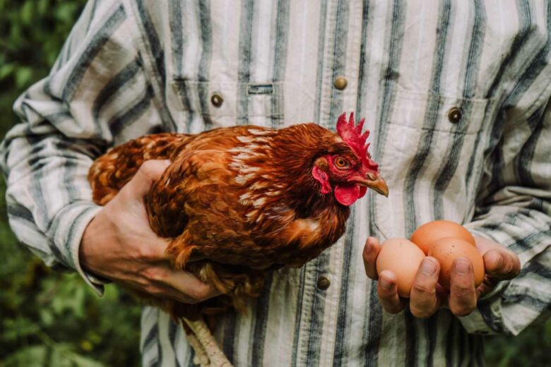 Et si vous choisissiez une poule réformée pour votre jardin !