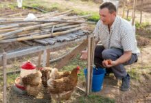 Quel type de poule choisir pour avoir de bons œufs ?