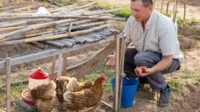 Quel type de poule choisir pour avoir de bons œufs ?