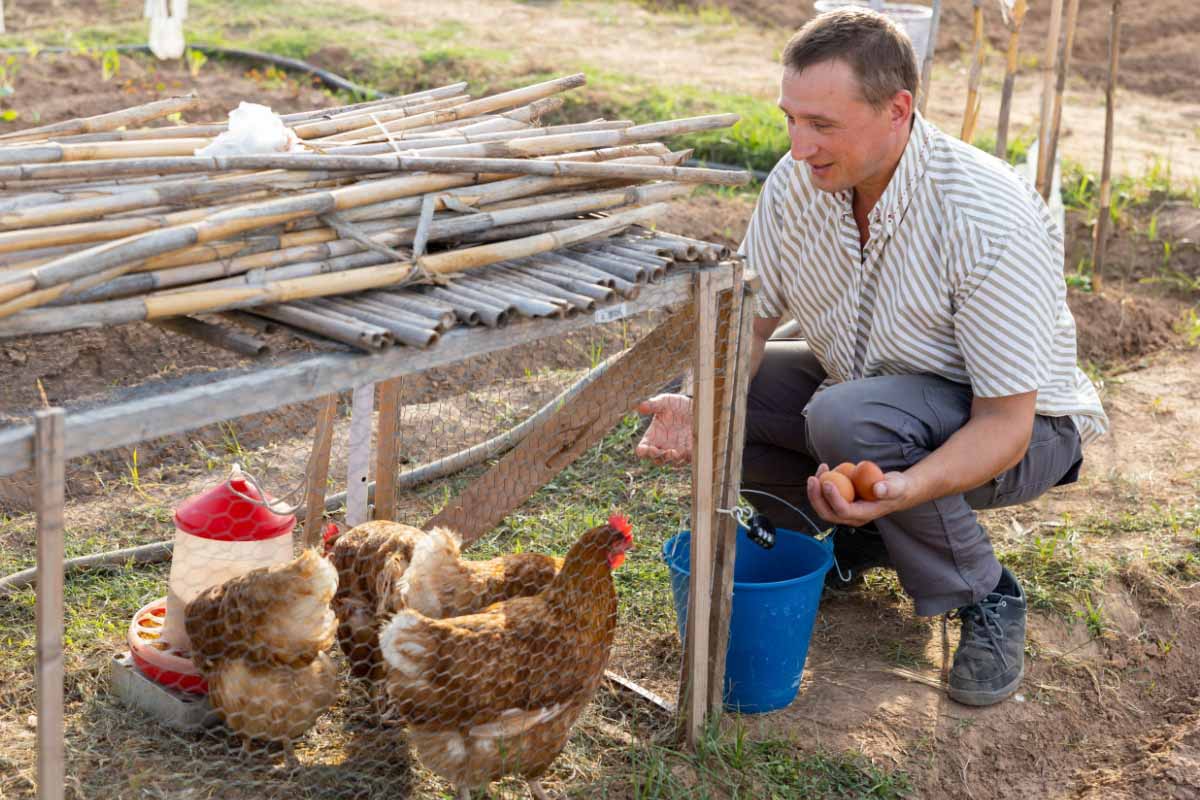 Quel type de poule choisir pour avoir de bons œufs ?