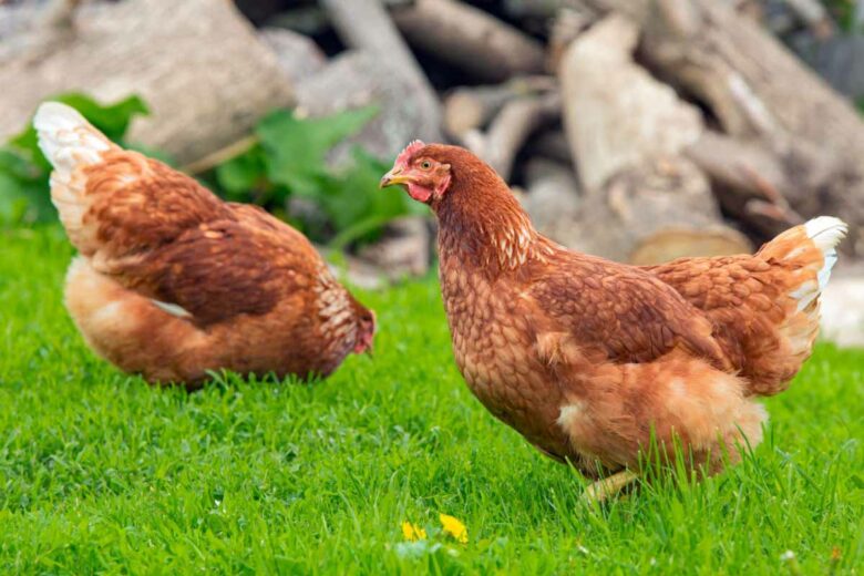 Poule pondeuse, poule d'ornement, poule à chair, comment choisir la bonne race de poule ?