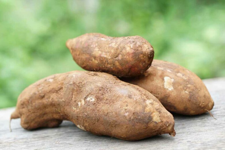 La poire de terre sert à fabriquer le sirop de yacon.