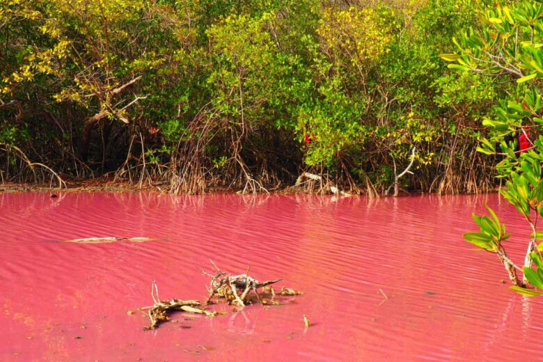 Une superbe mangrove rose en Martinique, ce lieu réunit des conditions favorables à la croissance des microbes.