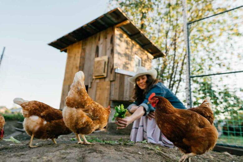 Une femme donnant de la nourriture à ses poules devant un petit poulailler.