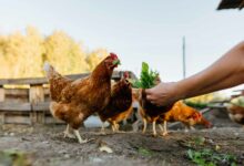 Quels sont les accessoires nécessaires pour le bien-être de ses poules ?