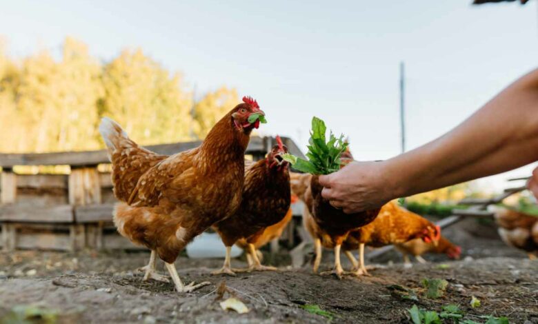 Quels sont les accessoires nécessaires pour le bien-être de ses poules ?