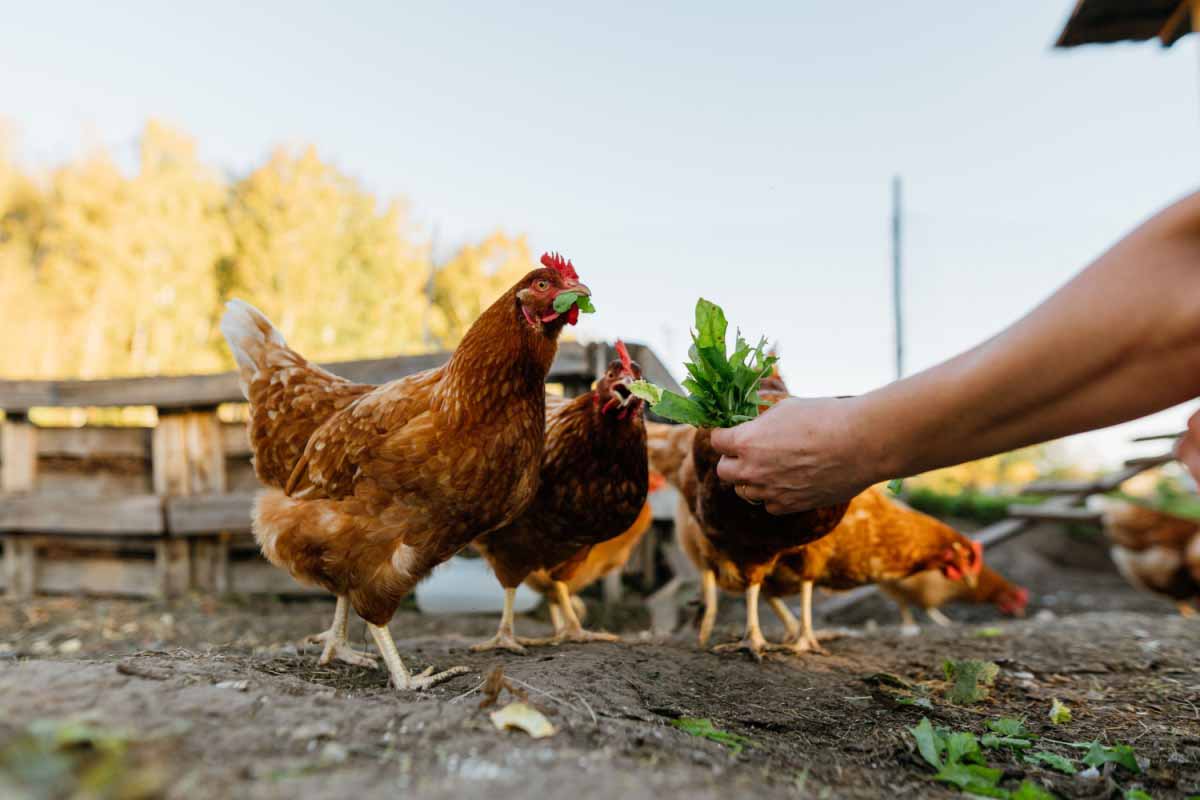 Quels sont les accessoires nécessaires pour le bien-être de ses poules ?