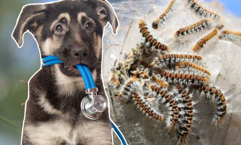 Vos chiens sont en danger s'ils entrent en contact avec des chenilles processionnaires.