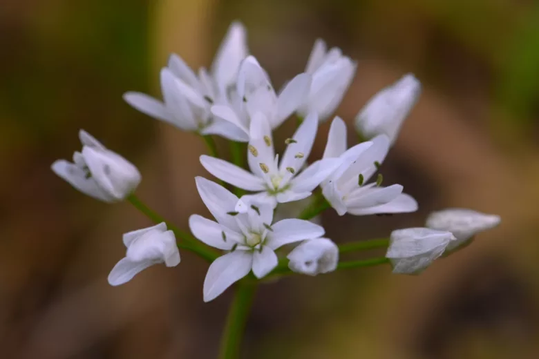 Une superbe fleur d'ail des ours.