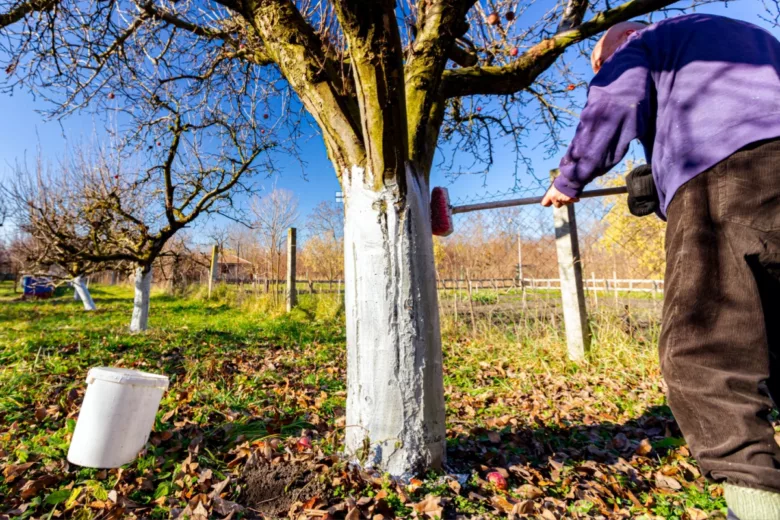 Chaulage des arbres fruitiers pour les protéger.