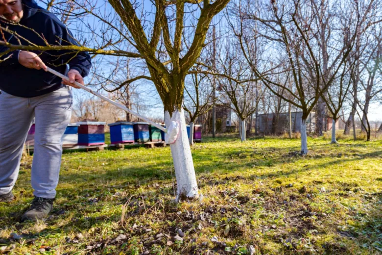 Le chaulage est une méthode de protection des arbres fruitiers qui existe depuis de nombreuses années.