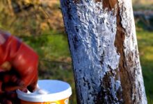 Le chaulage consiste à badigeonner le tronc des arbres fruitiers avec un mélange de chaux pour les protéger des parasites et des champignons.