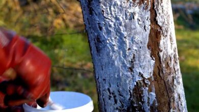 Le chaulage consiste à badigeonner le tronc des arbres fruitiers avec un mélange de chaux pour les protéger des parasites et des champignons.