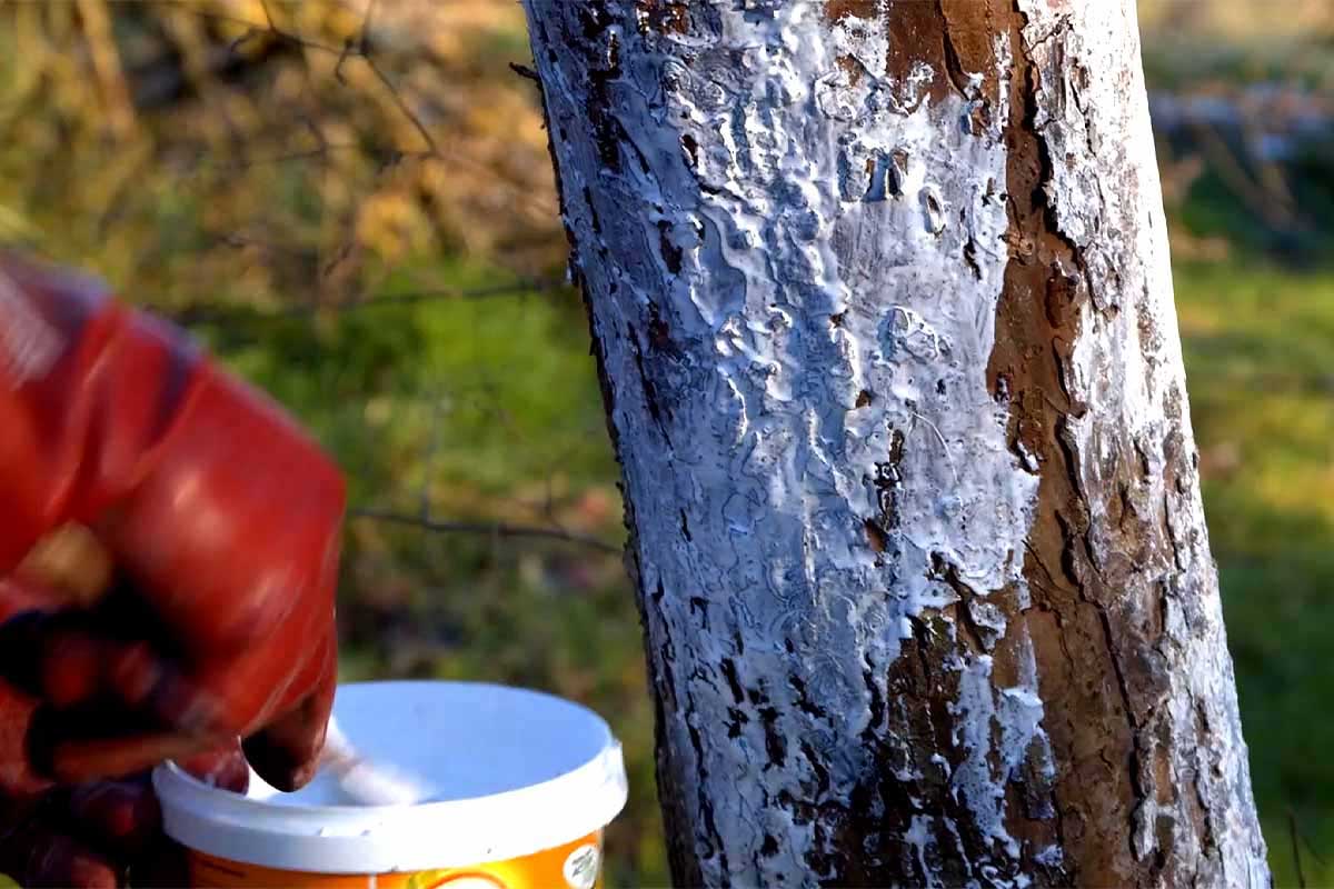 Le chaulage consiste à badigeonner le tronc des arbres fruitiers avec un mélange de chaux pour les protéger des parasites et des champignons.