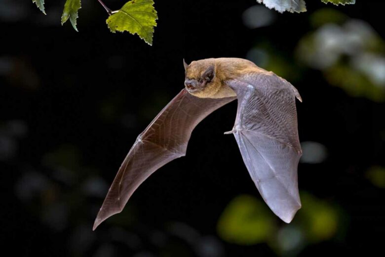 Souvent peu appréciée, la chauve souris adore se délecter de chenilles processionnaires.