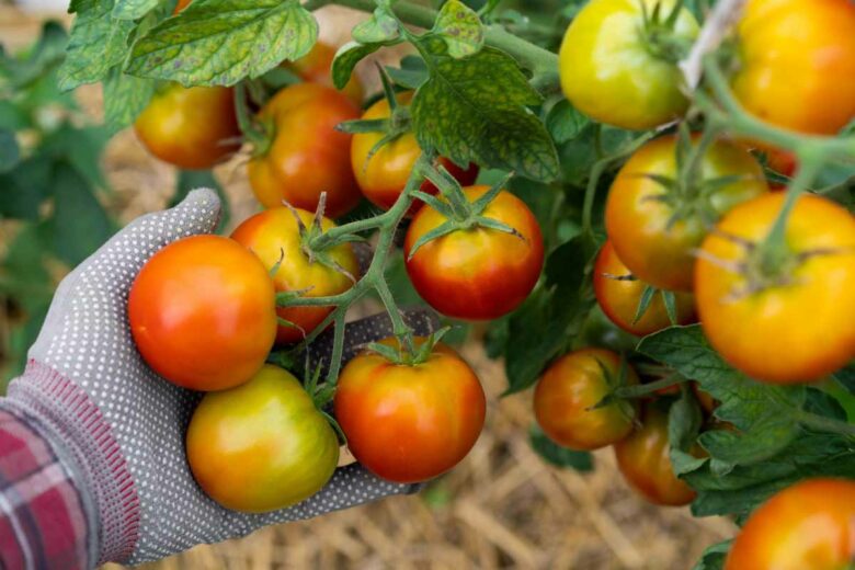 Il est possible d'associer des plantes à votre culture de tomates pour les protéger des nuisibles.