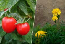 La culture associée de tomates et de fleur de souci permet de repousser certains parasites.