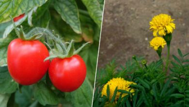 La culture associée de tomates et de fleur de souci permet de repousser certains parasites.