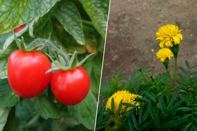 La culture associée de tomates et de fleur de souci permet de repousser certains parasites.