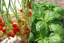 Associer du basilic à la culture des tomates les protègera de certains nuisibles.